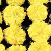 Бархатцы американские Чикаго Yellow /500 семян/