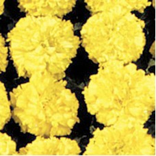 Бархатцы американские Чикаго Yellow /500 семян/