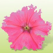 Петуния крупноцветковая Кобаяши Rose /250 драже/