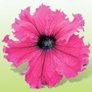 Петуния крупноцветковая Кобаяши Ruby /250 драже/