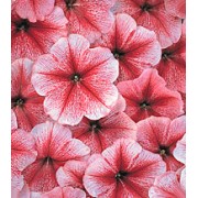 Петуния многоцветковая Амфора Strawberry /500 драже/