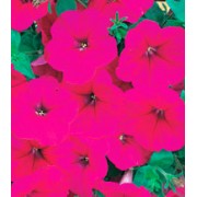 Петуния многоцветковая Амфора Deep Rose /500 драже/