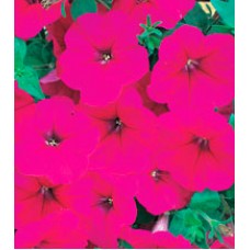 Петуния многоцветковая Амфора Deep Rose /500 драже/