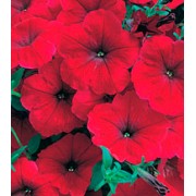 Петуния многоцветковая Амфора Red /1 000 драже/