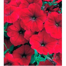 Петуния многоцветковая Амфора Red /1 000 драже/