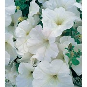 Петуния многоцветковая Амфора White /500 драже/