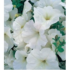 Петуния многоцветковая Амфора White /1 000 драже/