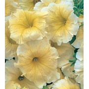 Петуния многоцветковая Амфора Yellow /1 000 драже/