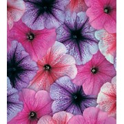 Петуния многоцветковая Амфора Cobweb Mixed /1 000 драже/