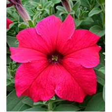 Петуния крупноцветковая Виртуоз Deep Rose /500 драже/