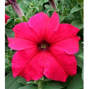 Петуния крупноцветковая Виртуоз Deep Rose /1 000 драже/