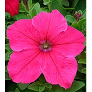 Петуния крупноцветковая Виртуоз Bright Rose /500 драже/