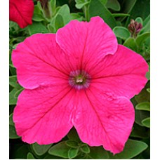 Петуния крупноцветковая Виртуоз Bright Rose /500 драже/