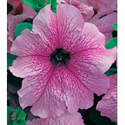 Петуния крупноцветковая Виртуоз Dewberry /500 драже/