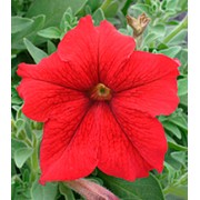 Петуния крупноцветковая Виртуоз Red /500 драже/