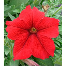 Петуния крупноцветковая Виртуоз Red /500 драже/