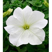 Петуния крупноцветковая Виртуоз White /1 000 драже/