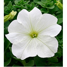 Петуния крупноцветковая Виртуоз White /1 000 драже/
