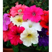 Петуния крупноцветковая Виртуоз Formula Mixed /500 драже/