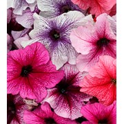 Петуния крупноцветковая Виртуоз Berry Mixed /500 драже/