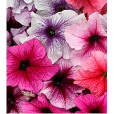 Петуния крупноцветковая Виртуоз Berry Mixed /500 драже/