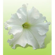 Петуния крупноцветковая Ямамото White /250 драже/