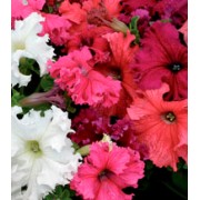 Петуния крупноцветковая Ямамото Formula Mixed /250 драже/