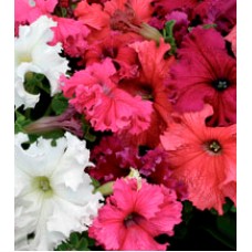 Петуния крупноцветковая Ямамото Formula Mixed /250 драже/