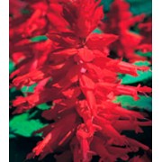 Сальвия Оливер Red /1 г/