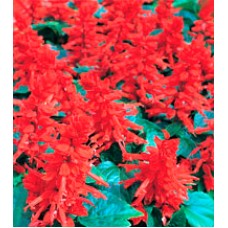 Сальвия Хитоми Red /1 г/