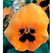 Фиалка Династия Orange Blotch /100 семян/