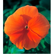 Фиалка Династия Orange /100 семян/