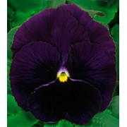 Фиалка Династия Purple /100 семян/