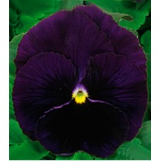 Фиалка Династия Purple /500 семян/