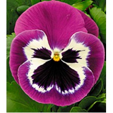 Фиалка Династия Purple Bicolour /100 семян/