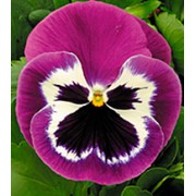 Фиалка Династия Purple Bicolour /500 семян/