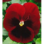 Фиалка Династия Red Blotch /100 семян/