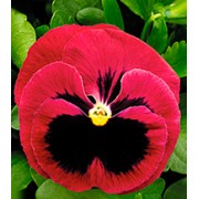 Фиалка Династия Rose Blotch /500 семян/