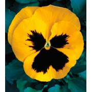 Фиалка Династия Yellow Blotch /100 семян/